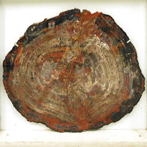 PetrifiedWood
